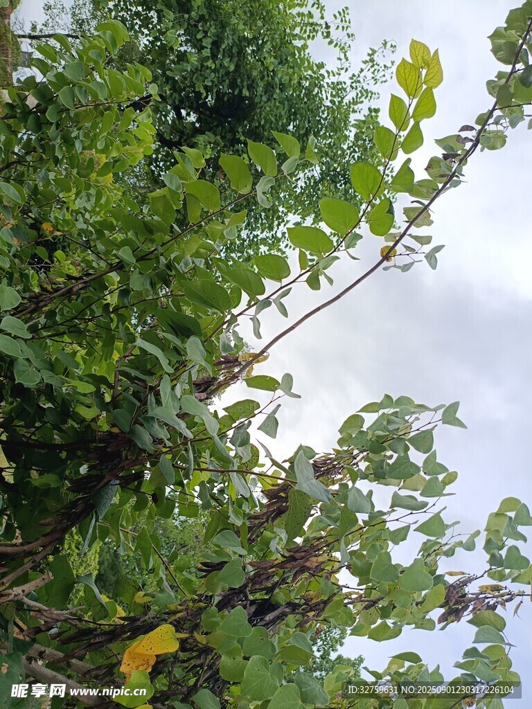 繁茂绿树 