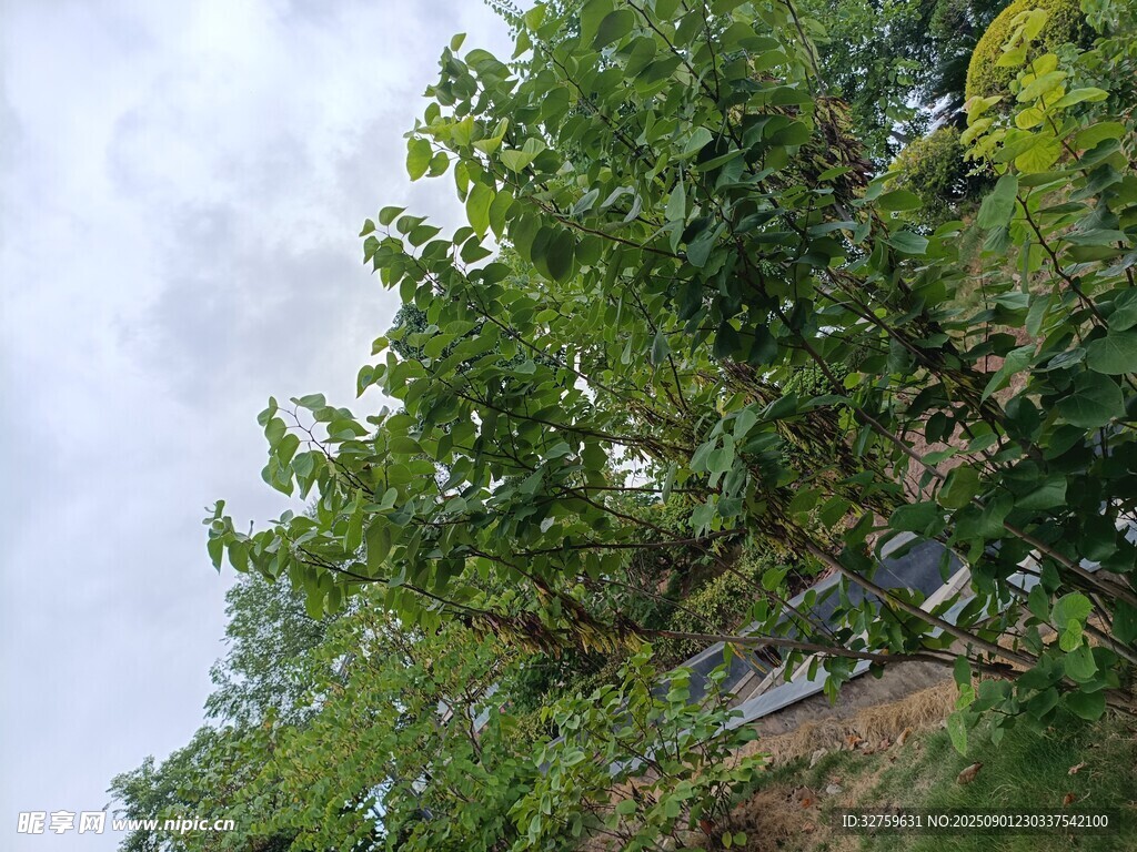 绿树成荫的户外景致