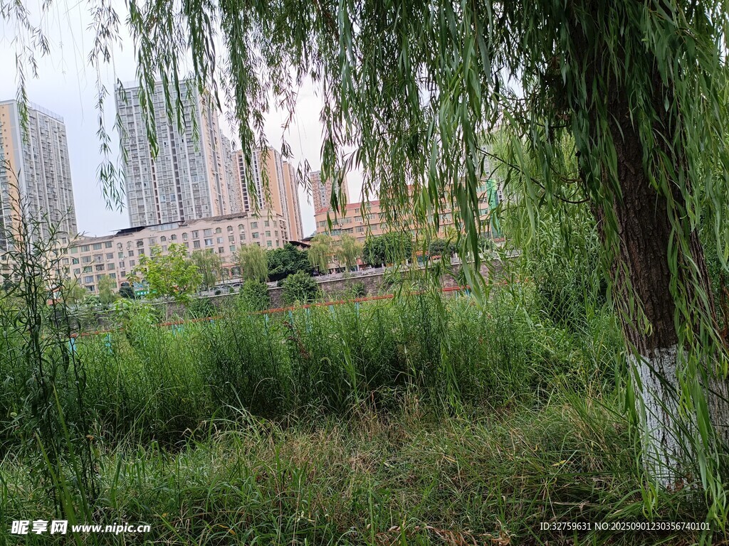 春日柳下的静谧绿地