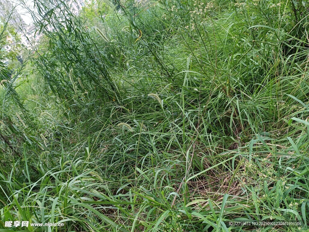 茂密草丛景象