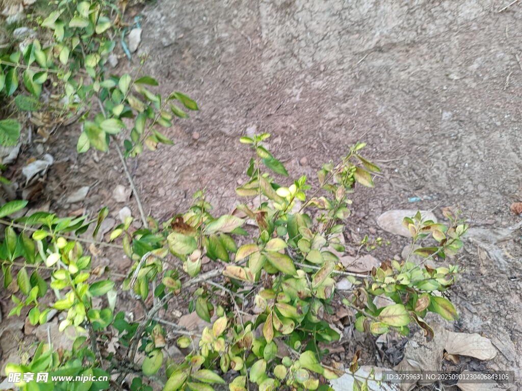 岩石边的绿色植物