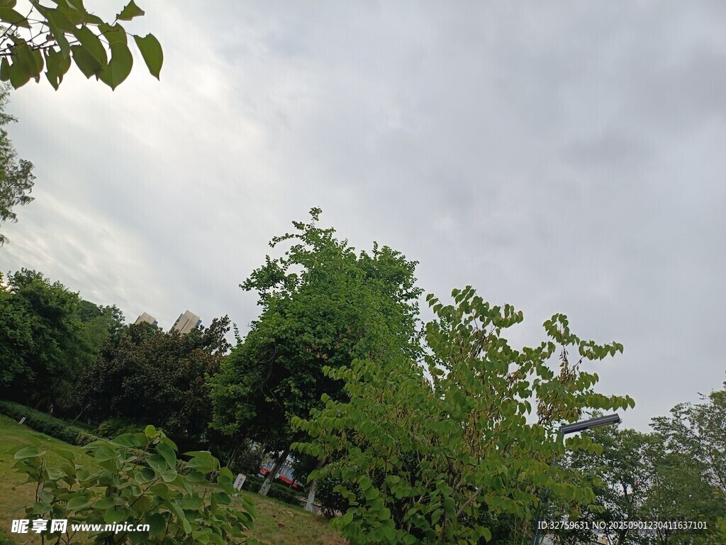 户外绿树与阴沉天空景色