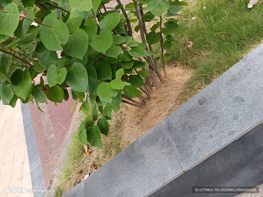 路边绿植景观