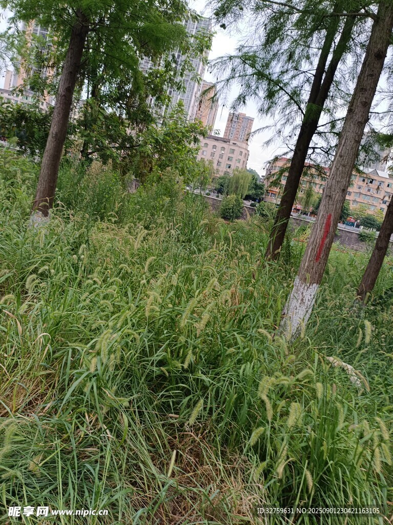 林间草地绿意盎然