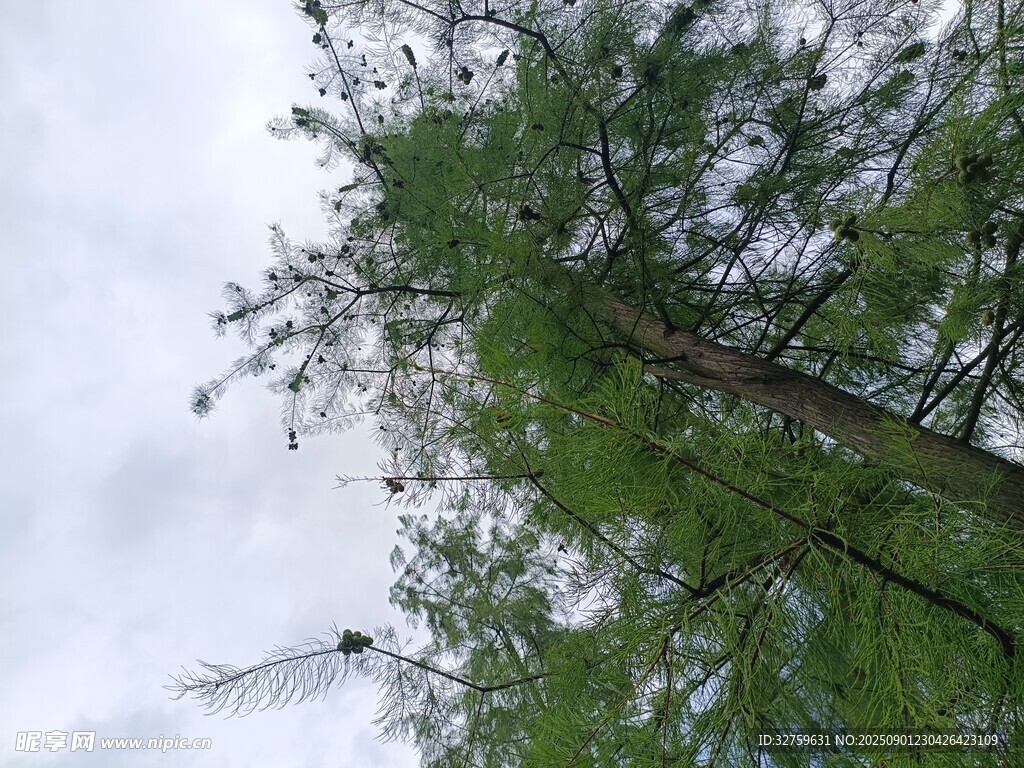 仰视绿树与天空