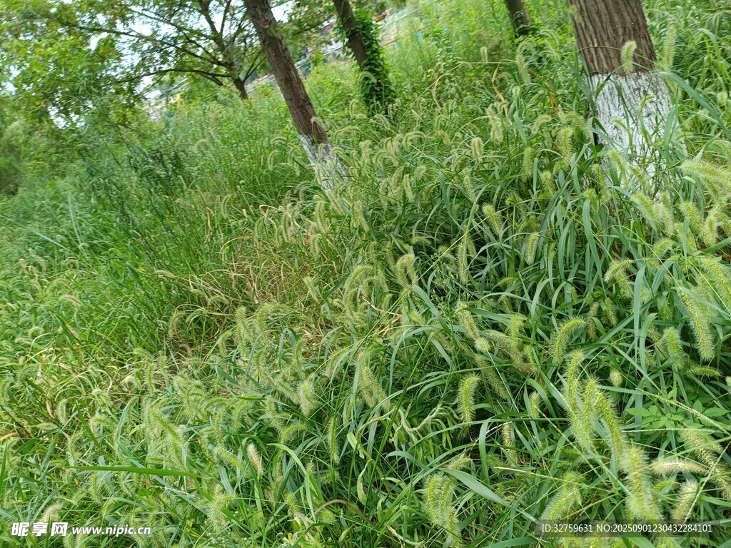 野外繁茂绿植景象