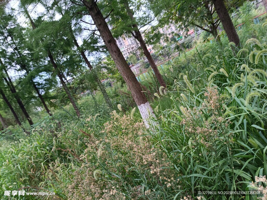 林间繁茂草木与树木