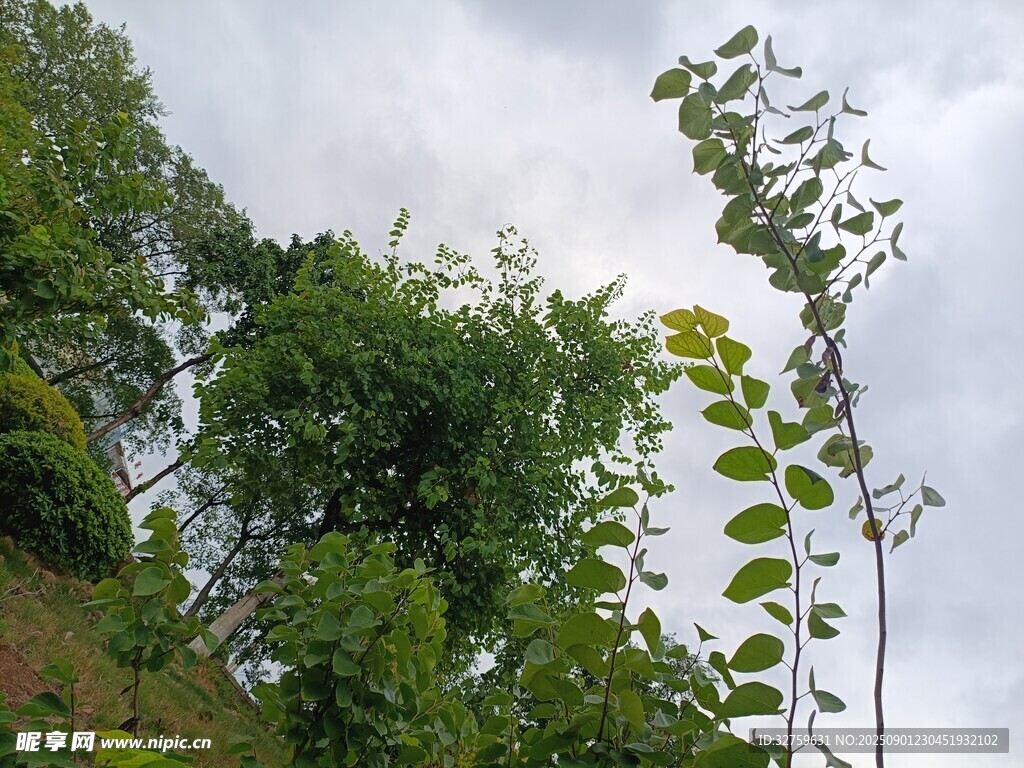 野外繁茂绿植景象