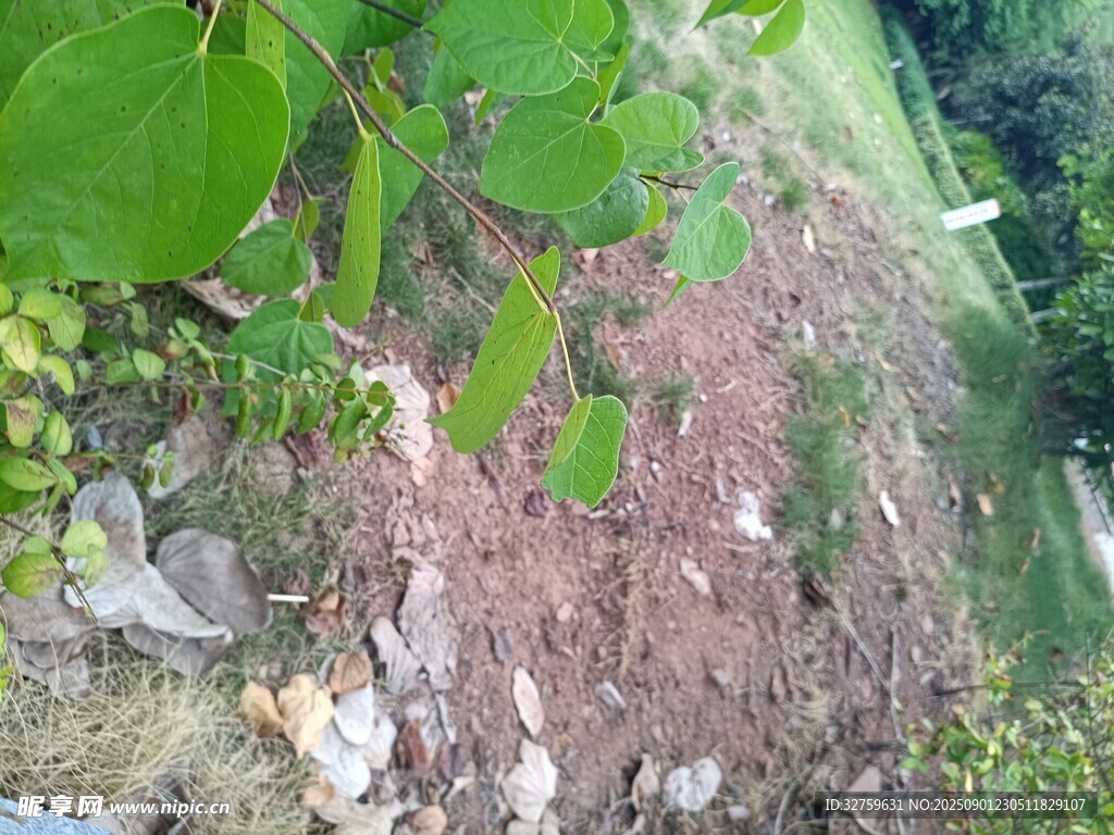 山坡上的绿植与碎石
