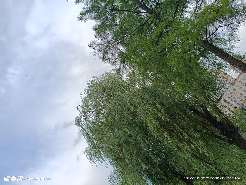 蓝天白云下的垂柳景观