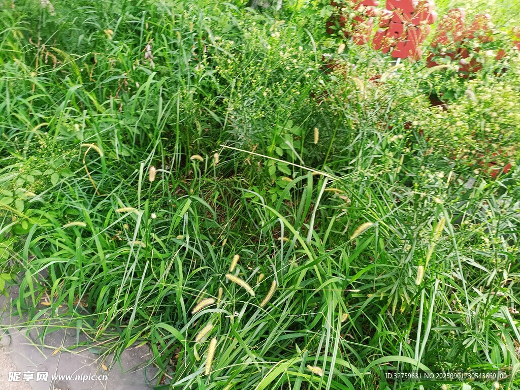 路边茂盛的绿色草丛