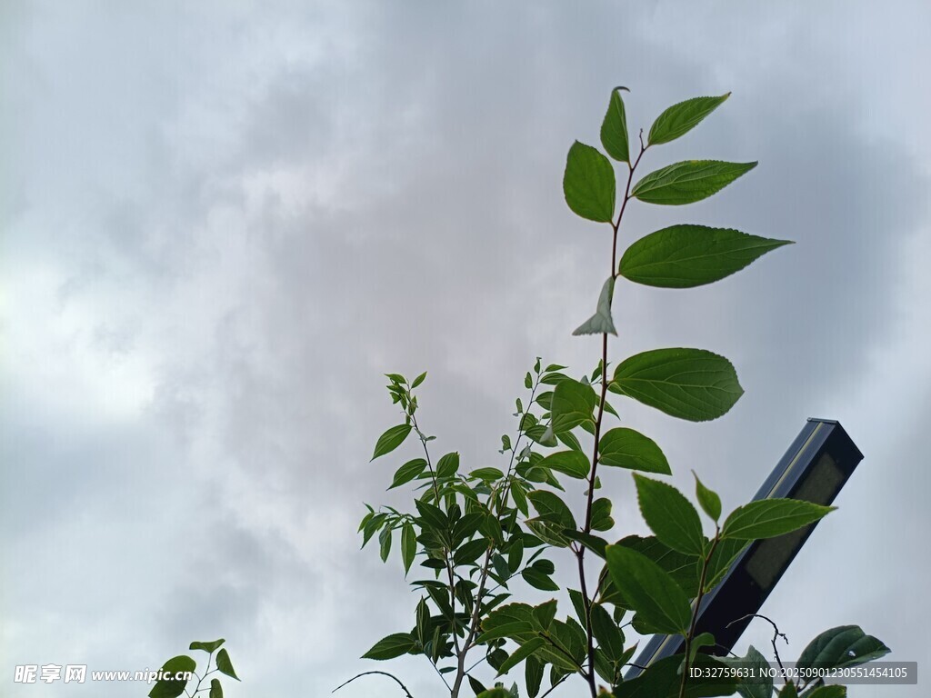绿叶映天 