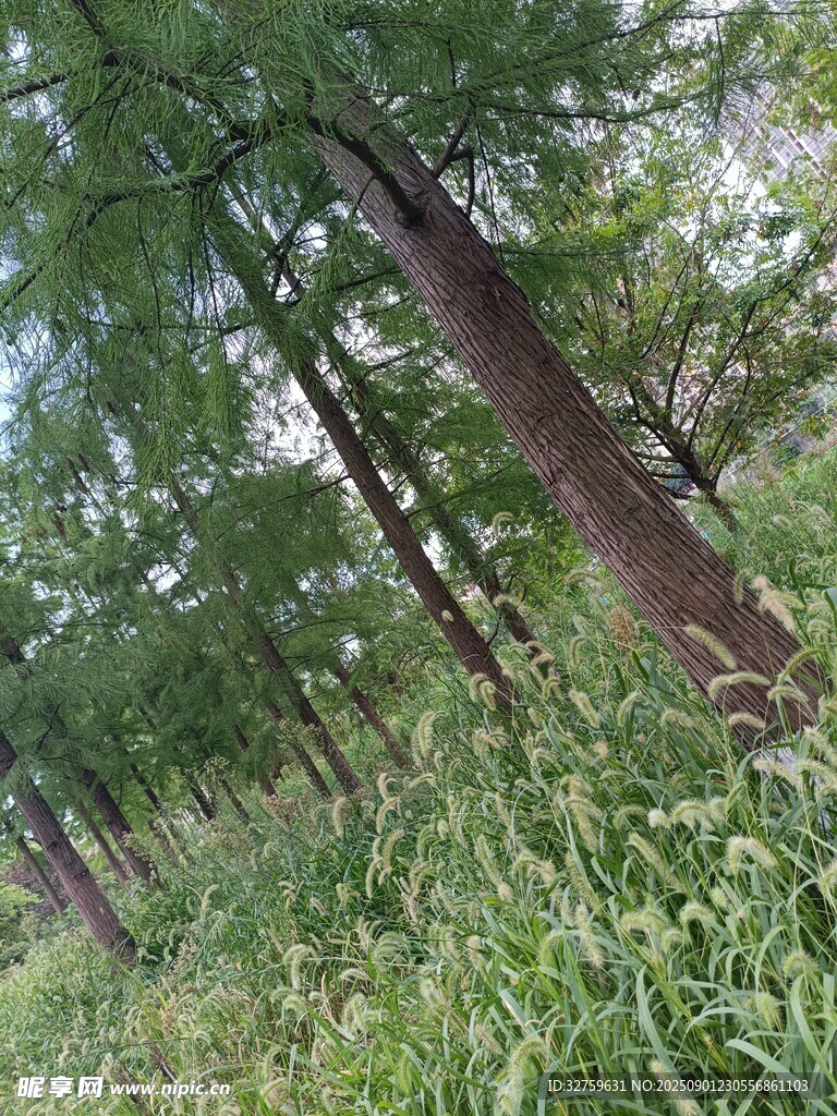 夏日林间繁茂草木景象