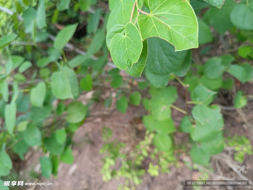 绿叶植物近景特写