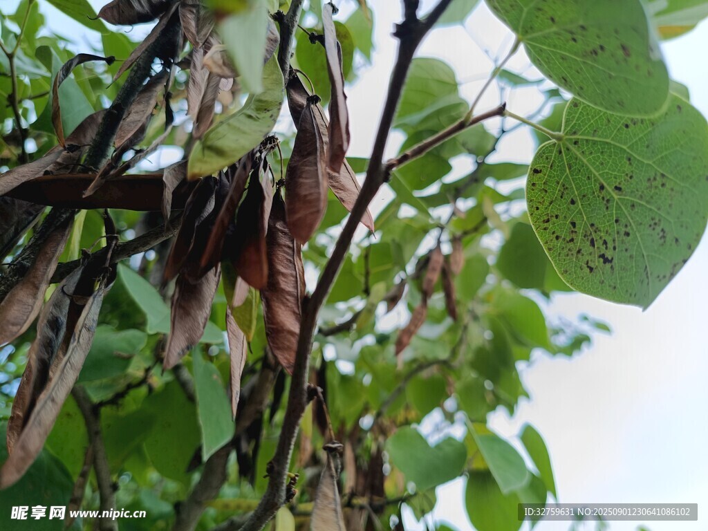 病状明显的植物枝叶