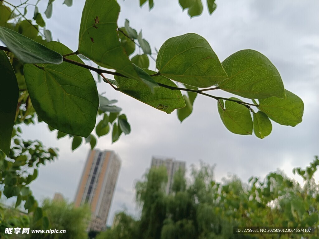绿叶掩映下的城市景致