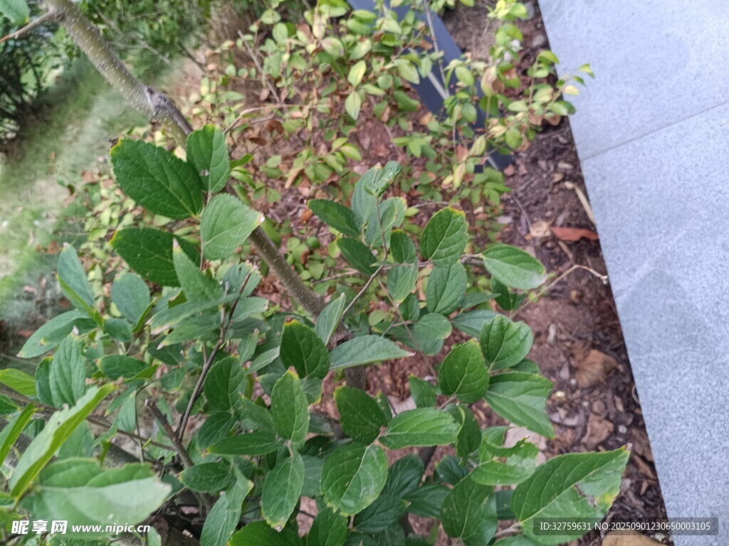 绿叶繁茂的户外植物景观