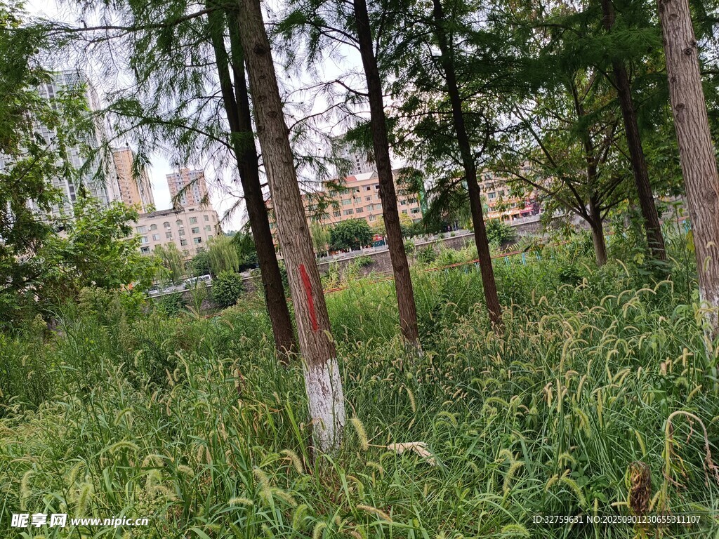 林间草地风景