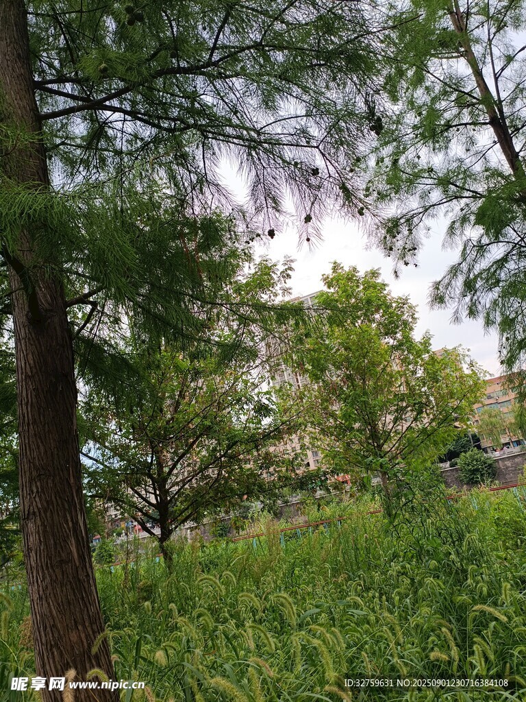 林间绿意盎然的自然景致