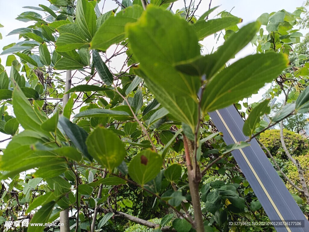 绿叶繁茂的植物景象