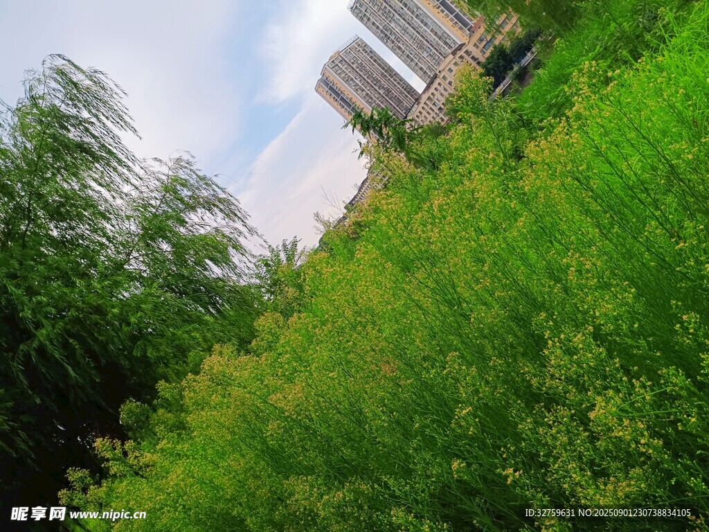 城市边的葱郁绿植景观