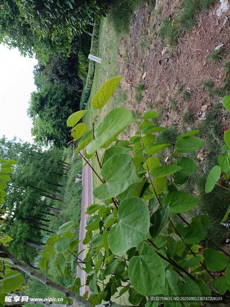 绿叶繁茂的户外植物景观
