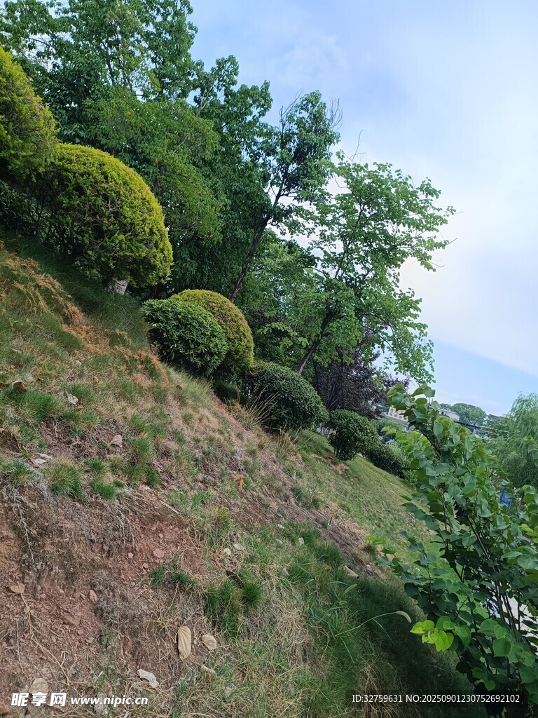 山坡绿植景观
