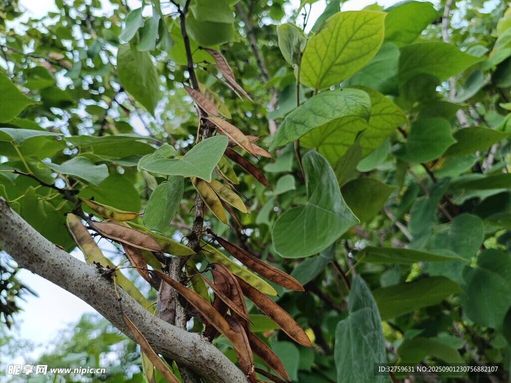 枝头悬挂的饱满长豆角