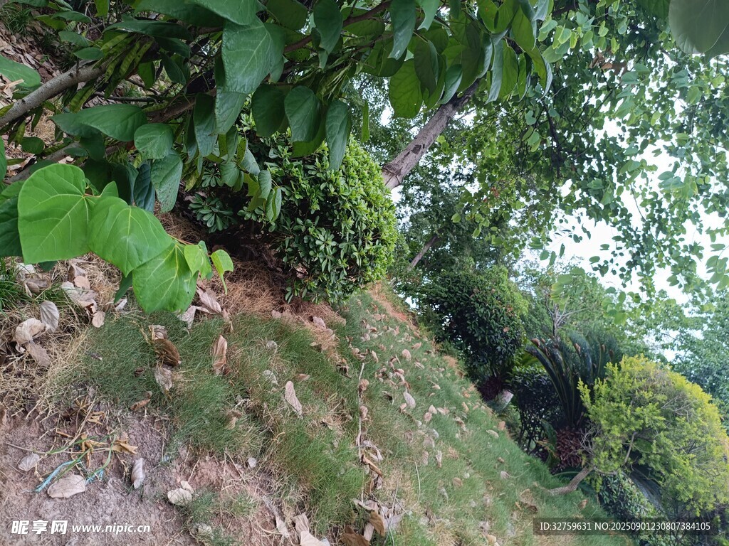 山坡绿植景观