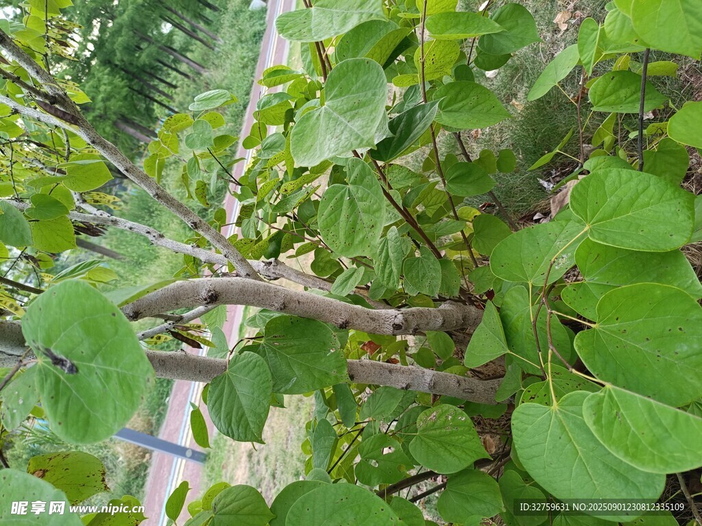 绿叶繁茂的树枝景象