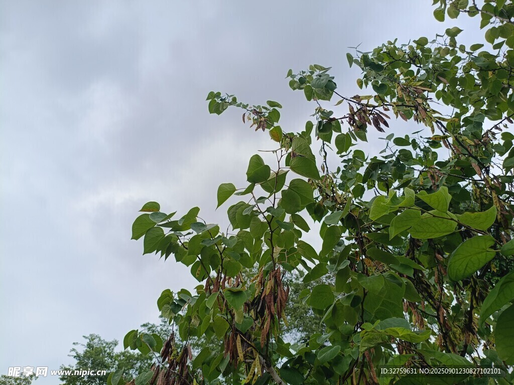 绿叶繁茂的枝头