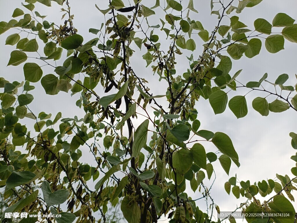 绿叶繁茂的树枝