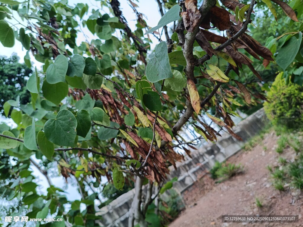 藤蔓缠绕的绿植景观