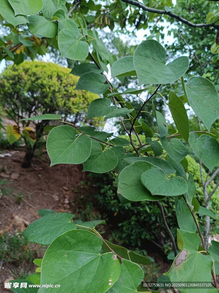 绿叶繁茂的树木景象