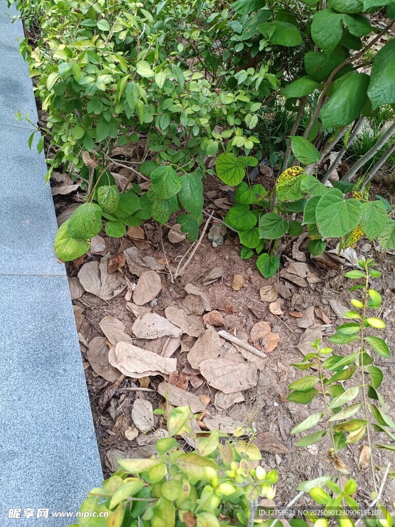 地面绿植与散落枯叶