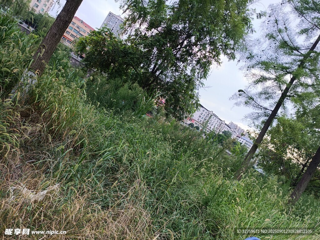 野外繁茂草地与树木景观