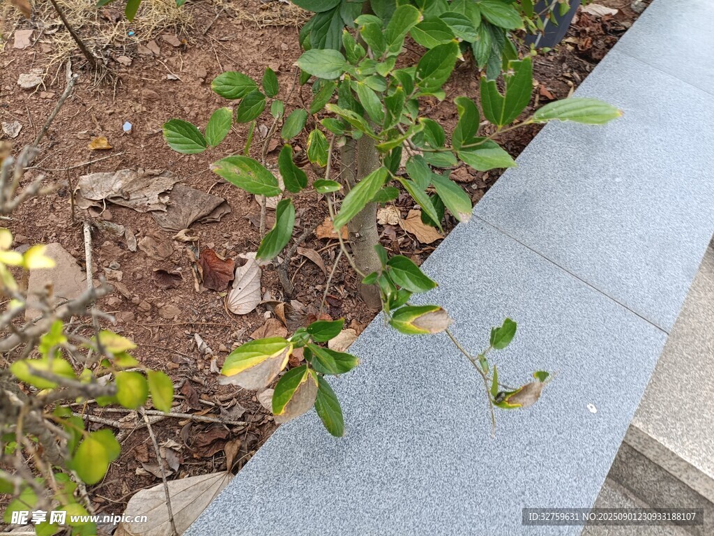 路边绿植与地面景象