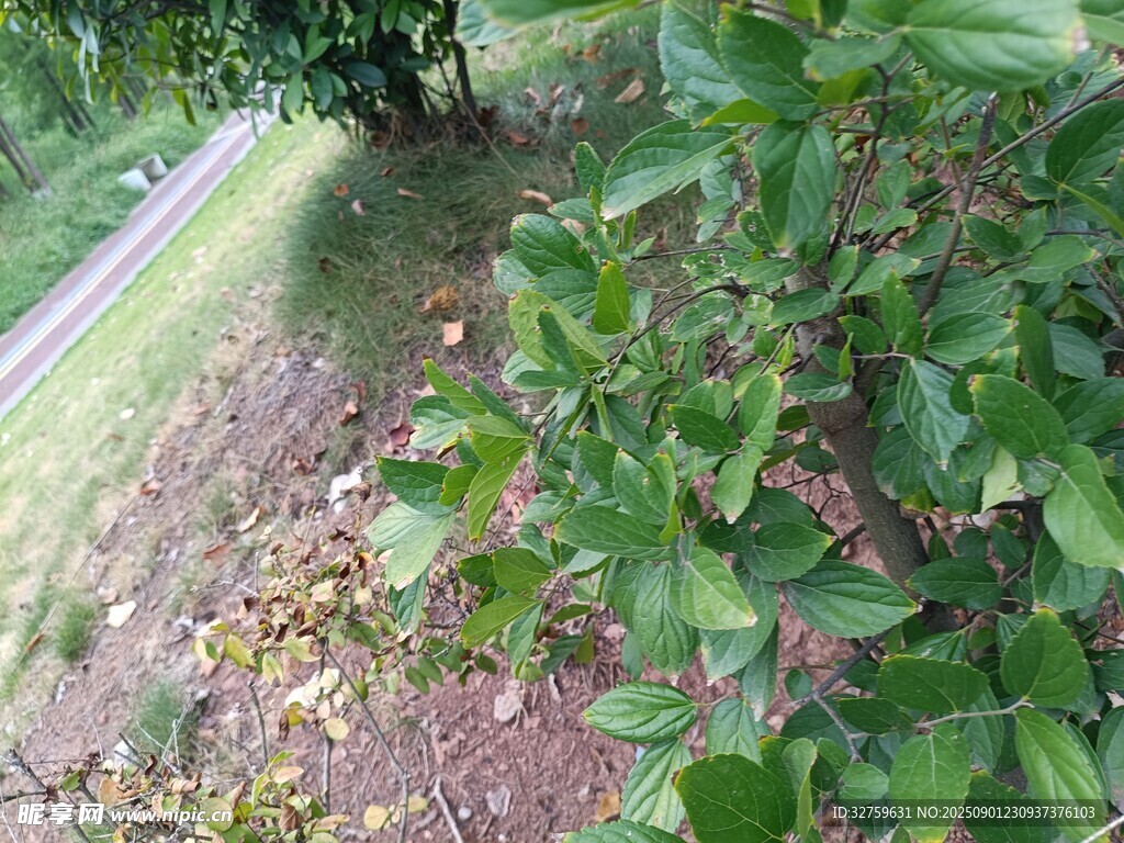 路边绿植景观