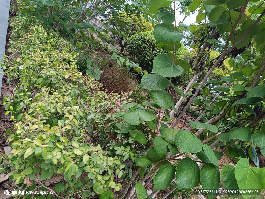 繁茂绿植景观