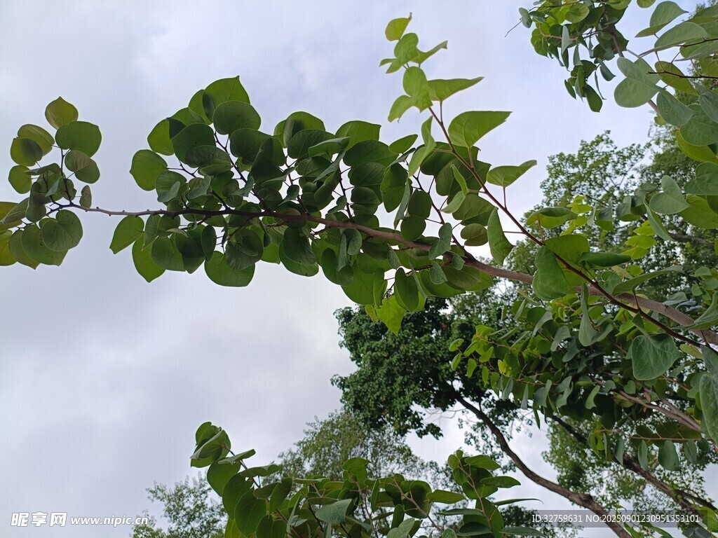 仰视茂密枝叶