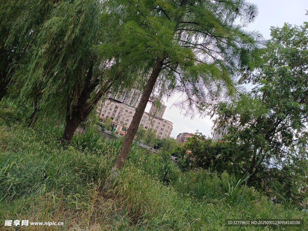 繁茂绿植中的隐秘景致