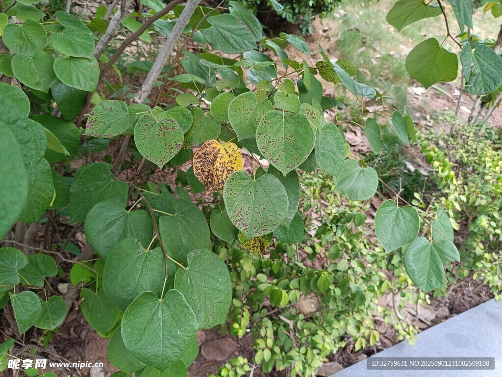 绿叶繁茂的植物景观