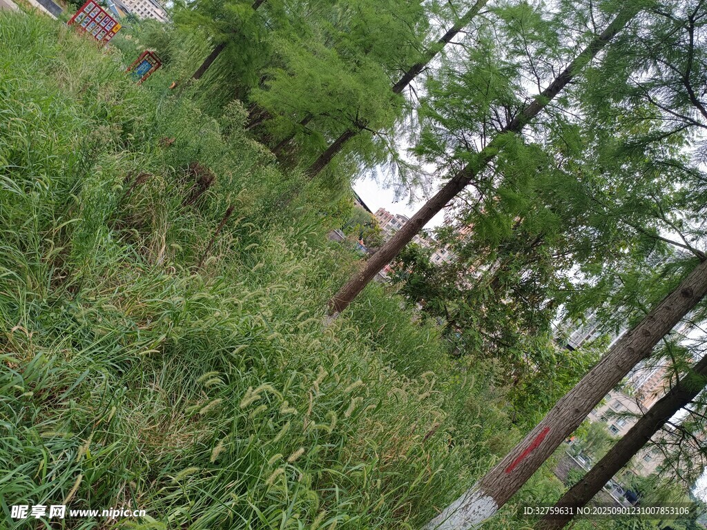 林间草地绿意盎然