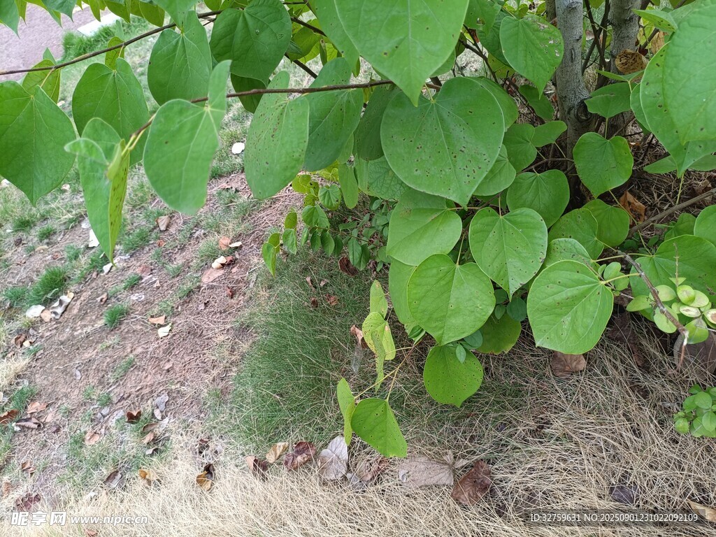 绿叶繁茂的地面植物