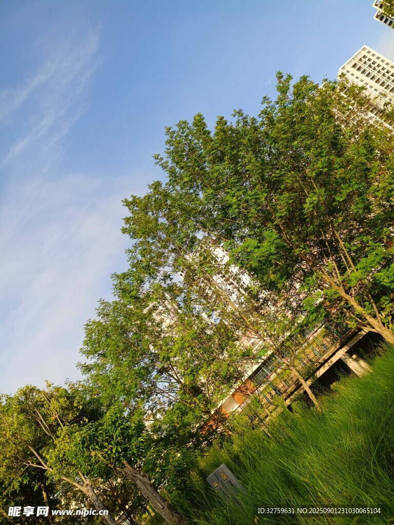 户外绿树蓝天美好景致