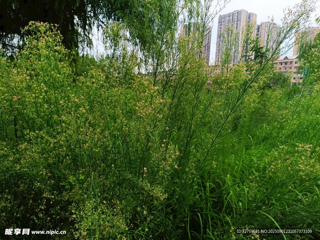 城市边的繁茂绿色植物