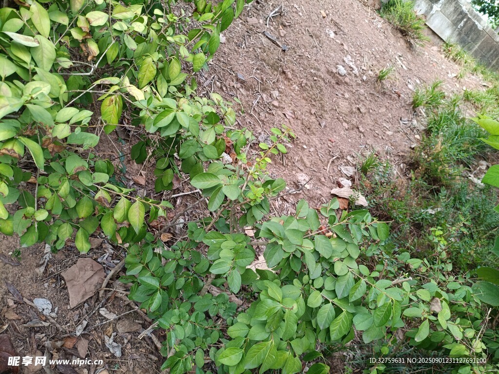 户外绿植与泥土场景