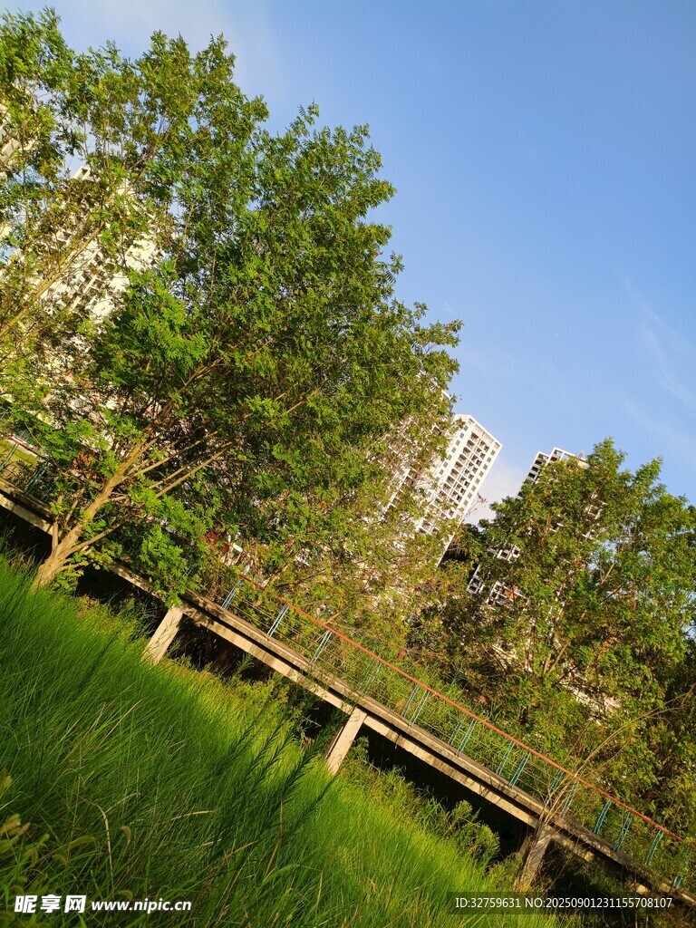 林间木栈道旁的绿意景致