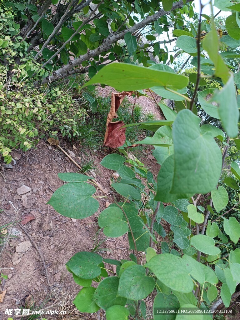 绿叶间的红果植物景象