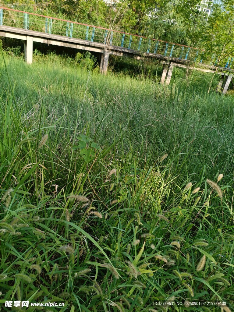 草地中的木质桥梁景观